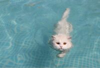 Can Cats Swim? Find Out If Our Feline Friends Are Natural Swimmers