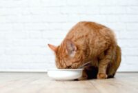 Easy Ways To Boost Your Cat’s Fiber Intake For A Healthier Diet