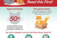 Ready To Bring Home A Furry Friend? Here’s How To Adopt A Cat