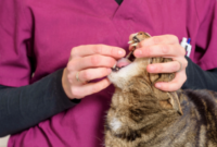 How To Give Your Cat Pills: Easy Techniques For Administering Medication To Your Feline Friend