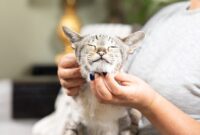 Easy Tips For Giving Your Cat Pills: The Stress-Free Guide To Administering Tablets To Your Feline Friend