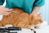 Easy Does It: How To Give Your Cat Insulin Like A Pro