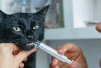 Easy Peasy: How To Give Liquid Medicine To Your Kitty Without The Drama