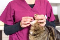 Cat Pill Popping Made Easy: Simple Steps To Administering Medication To Your Feline Friend