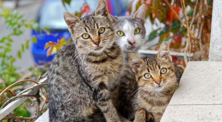 Backdate 3 Advice For Adopting A Stray Cat - AvoDerm