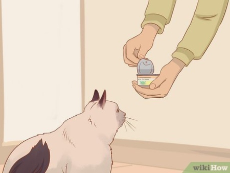 Backdate 3 How To Apologize To A Cat (with Pictures) - WikiHow