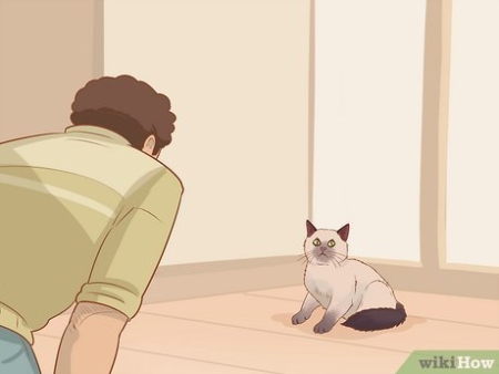 Backdate 3 How To Apologize To A Cat (with Pictures) - WikiHow