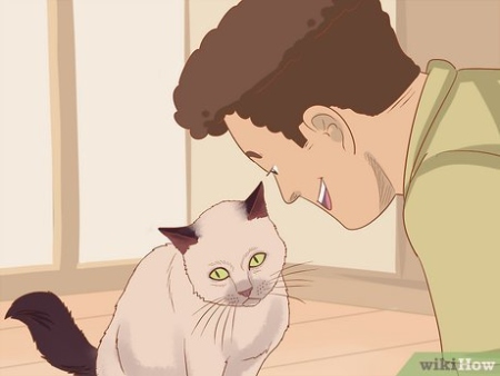 Oops, Sorry Kitty! How To Apologize To Your Feline Friend Like A Pro