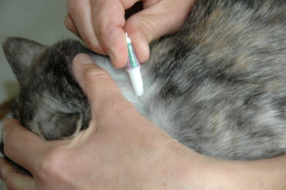 Easy Steps: How To Apply Cat Flea Treatment Without Stressing Out Your Feline Friend