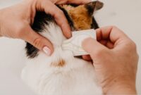 How To Easily Apply Flea Treatment To Your Feline Friend