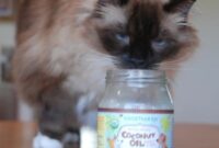 Easy-Peasy Guide: Applying Coconut Oil To Your Cat’s Skin For A Healthy Coat