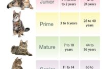 How Old Is My Cat? Easy Ways To Tell Your Feline Friend’s Age