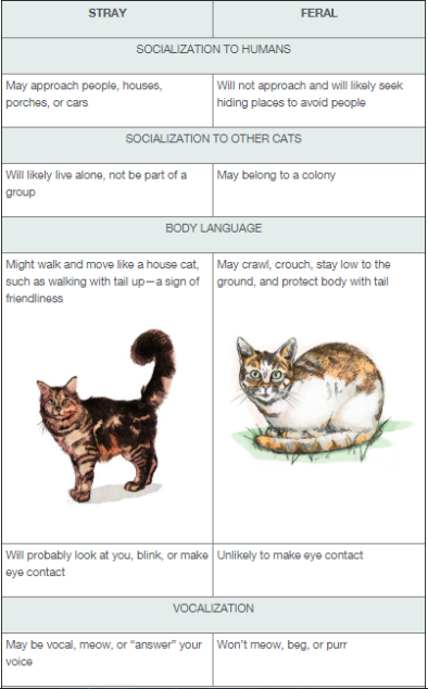 Backdate 3 What You Need To Know About Adopting A Stray Cat - Peace•cats•love