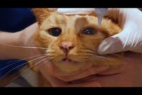 Easy Steps: Applying Terramycin Eye Ointment For Cats Like A Pro