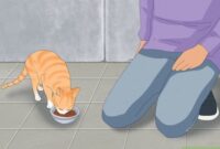 Cat Whispering: The Art Of Approaching A Feline Friend With Ease