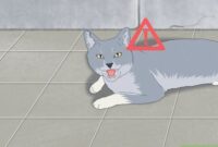 How To Approach A Stray Cat Without Freaking It Out: A Beginner’s Guide