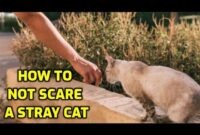 5 Easy Steps To Approach A Stray Cat Like A Pro: A Beginner’s Guide