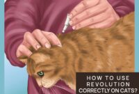 Easy Steps To Applying Revolution For Cats: A Complete Guide