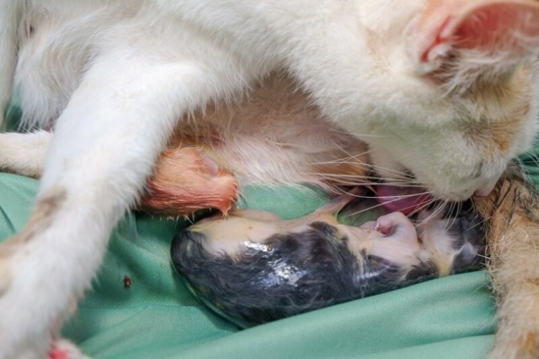 Backdate 5 How To Help A Cat Give Birth:  Vet Reviewed Tips - Catster