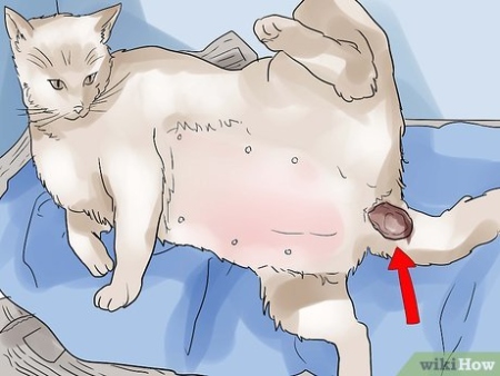 Backdate 5 How To Help A Cat Give Birth (with Pictures) - WikiHow