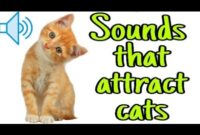 Easy Ways To Attract Cats: Simple Tricks For Getting Feline Friends To Come To You