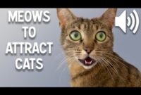 10 Foolproof Ways To Get A Cat’s Attention And Affection