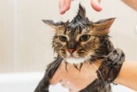 How To Safely Bathe Your Cat: A Step-by-Step Guide For Pet Parents