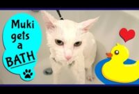 How To Give Your Cat A Bath Without Getting Clawed: Tips For A Scratch-Free Bathing Experience