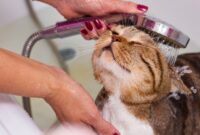 Easy Steps For Giving Your Cat A Bath Without The Drama