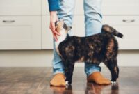 Unleash Your Inner Cat Whisperer: Easy Tips To Bond With Your Feline Companion