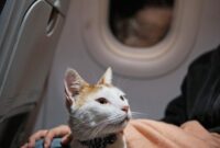 Jet-setting With Fluffy: A Casual Guide On How To Bring Your Cat On A Plane