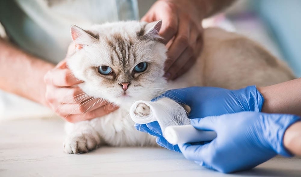 Niche Utama 1 How To Bandage A Cat Paw:  Vet Approved Easy Steps  Hepper