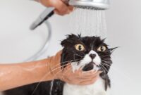 The Ultimate Guide To Giving Your Feline Friend A Bath: Tips And Tricks For Bathing Your Cat