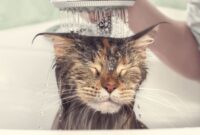 How To Bathe A Stubborn Cat That Hates Water Without Losing Your Mind