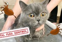 Easy Steps To Gently Bathe Your Cat With Fleas: A Simple Guide