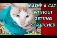 How To Give Your Cat A Bath Without Getting Clawed: Tips And Tricks For A Stress-Free Bath Time