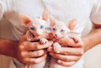 Cat Breeding 101: A Step-by-Step Guide To Becoming A Feline Enthusiast