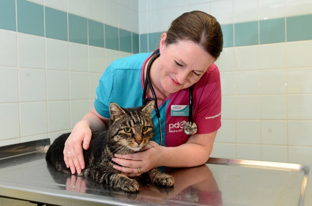 Step-By-Step Guide: How To Become A Cat Vet For Animal Lovers