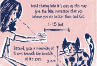 10 Easy Steps To Befriend A Stray Cat: A Guide For Cat Lovers