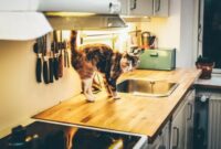 Stop Your Kitty’s Counter Surfing Habits: Easy Ways To Keep Your Cat Off The Kitchen Counters