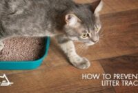 Say Goodbye To Cat Litter Tracking: Tips To Keep Your Floors Clean