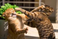 Stop The Drama: Easy Ways To Break Up A Cat Fight In A Snap