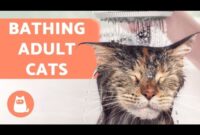 Cat Bathing 101: A Beginner’s Guide To Washing Your Feline Friend