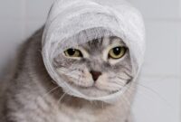 How To Put A Bandage On A Cat’s Cut Or Scratch: A Step-by-Step Guide