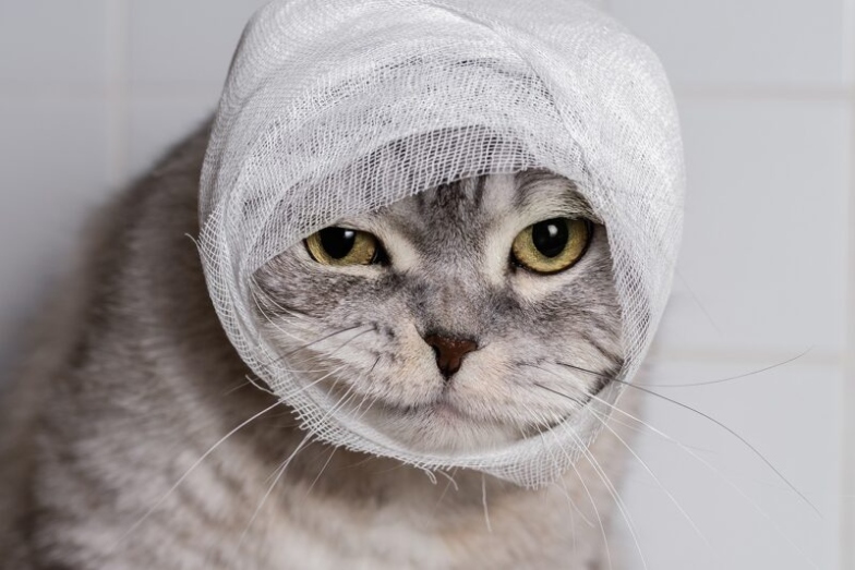 How To Put A Bandage On A Cat’s Cut Or Scratch: A Step-by-Step Guide