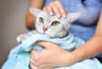 How To Give Your Cat A Bath Without The Drama: A Step-by-Step Guide