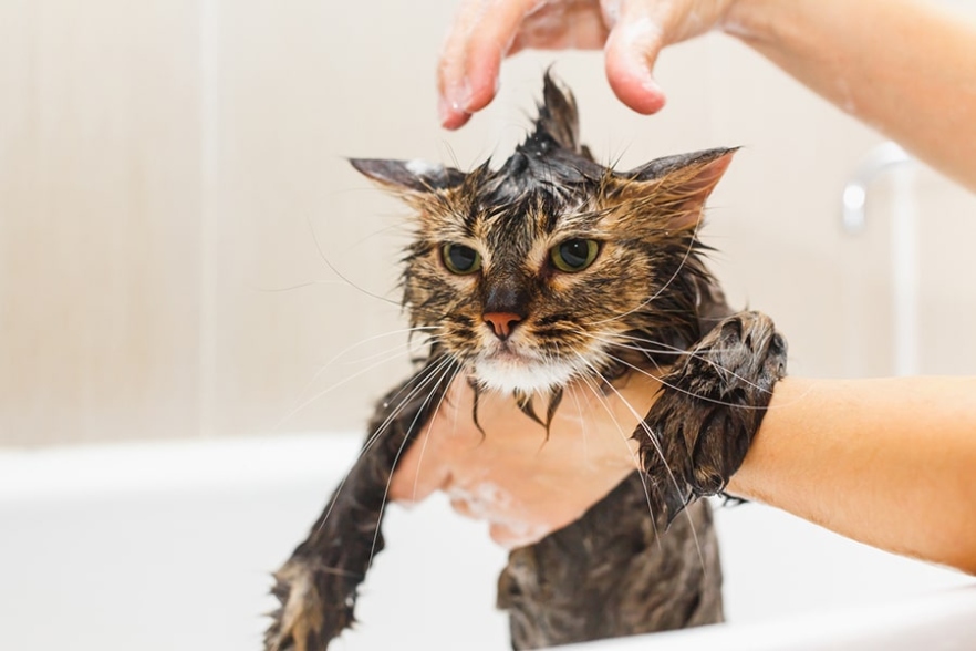 Niche Utama 1 Survival Of The Fittest: How To [Safely] Bathe Your Cat  ASPCA