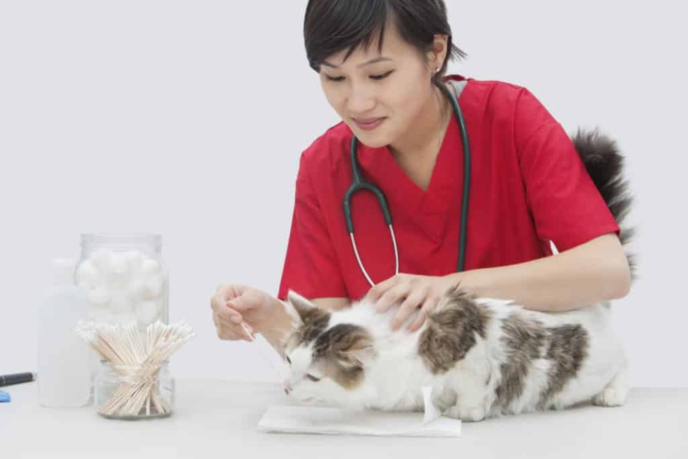 Niche Utama 1 What Degree Do You Need To Be A Veterinarian?