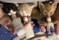 Learn How To Foster A Cat And Make A Paw-sitive Impact