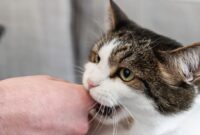 Stop The Nibbles: Easy Tips For Teaching Your Cat To Stop Biting